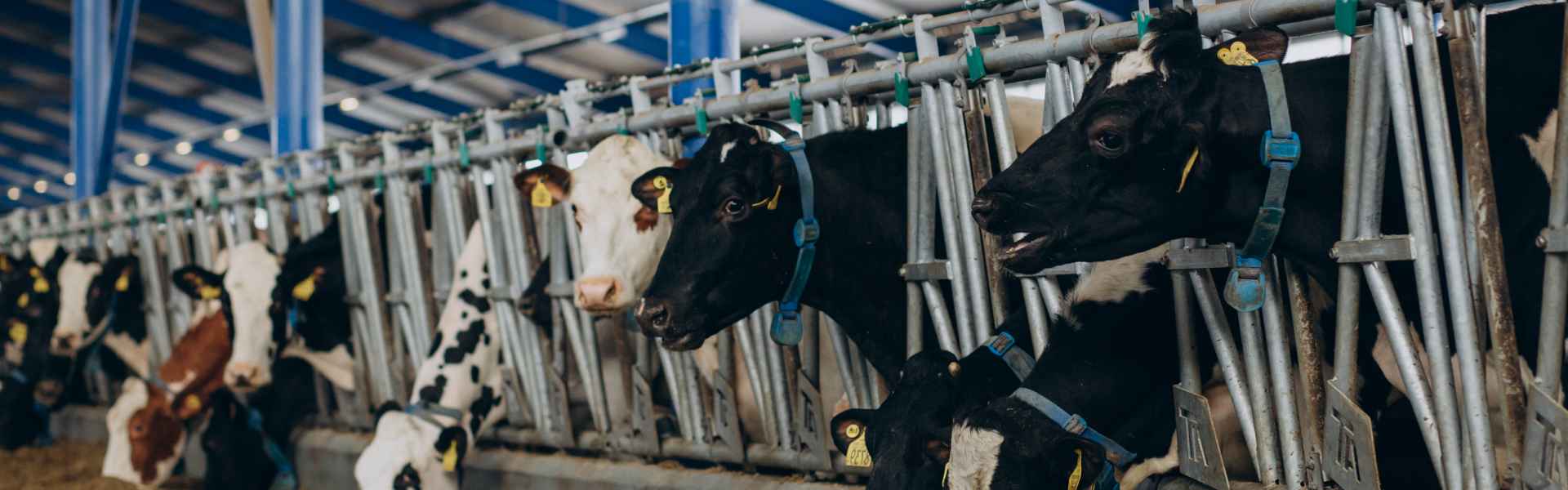 Élevage hors sol à Dol-de-Bretagne - ETABLISSEMENTS LEFORT